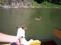 Pieniny 2010 062
